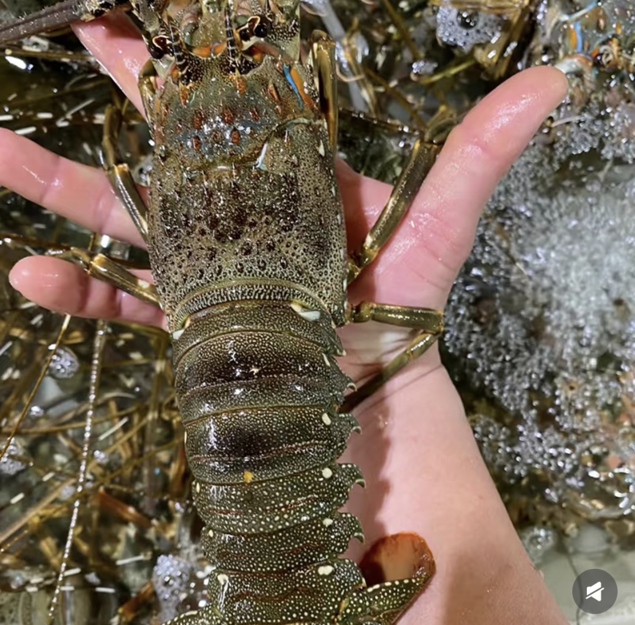 鲜活大青龙虾