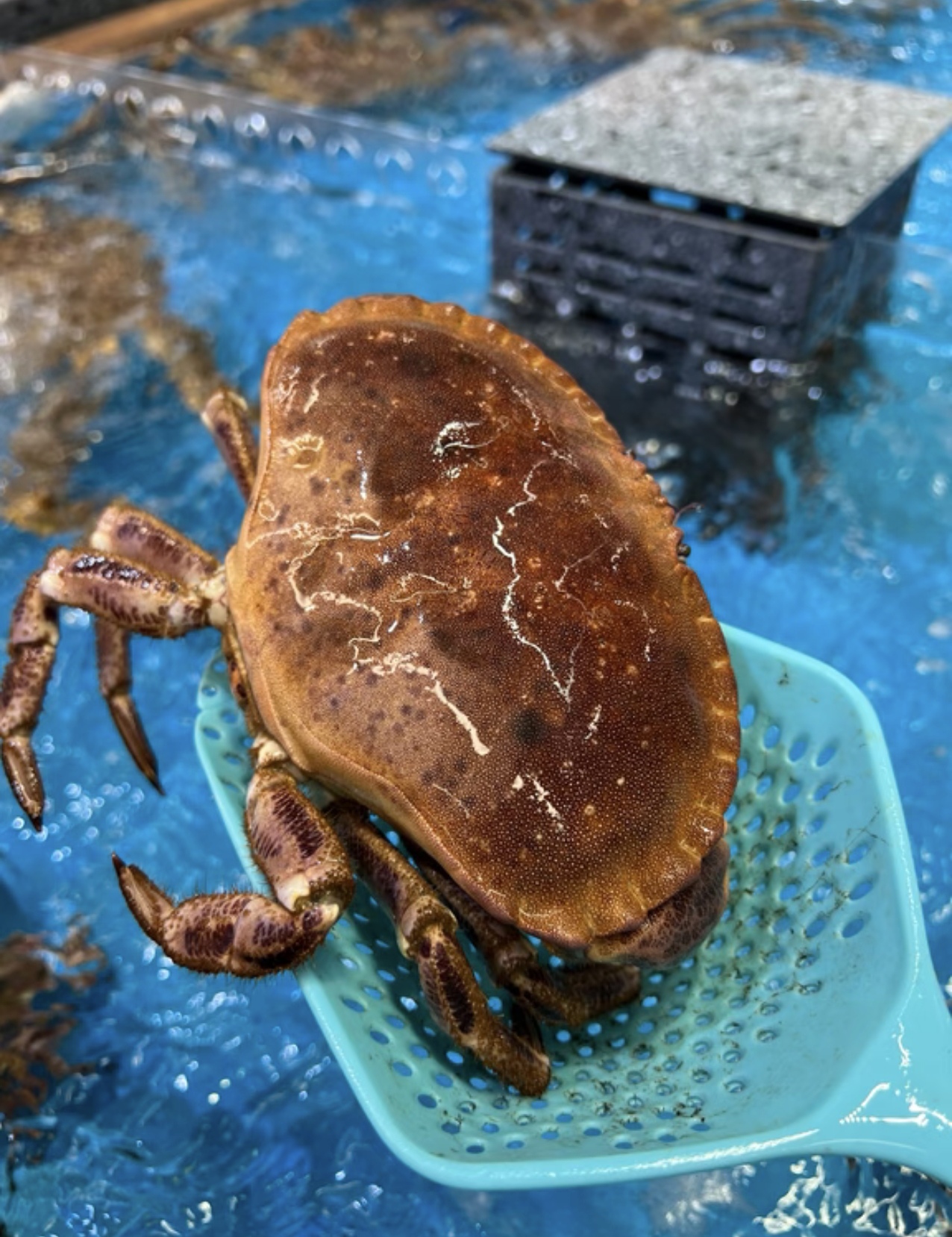 进口面包蟹